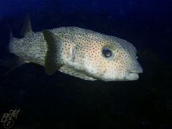 Porcupinefish from twilight dive in Bonaire......Resubmit... by Brian Mayes 